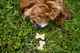 BrewBix Dog Treats – Upcycled, Vegan & Planet-Kind