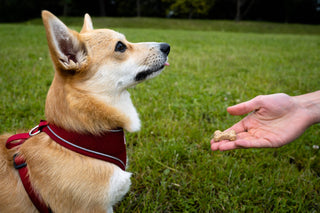 BrewBix Dog Treats – Upcycled, Vegan & Planet-Kind