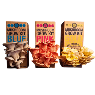 Oyster Mushroom Grow Kits