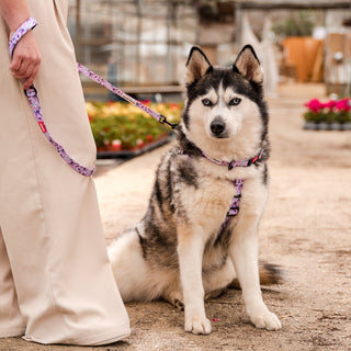 Moomins Pink Champagne Dogs H-Harness by Soho Poms