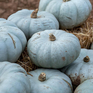Autumn’s Crown Jewel: Roasted Crown Prince Pumpkin