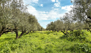 The Mediterranean Secret: Gifting Health with Olive Oil & Herbs - Pangolins