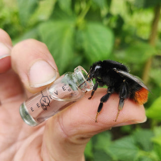 Bee Revival Kit - Bamboo Edition