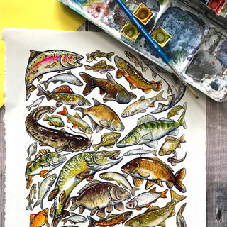 Freshwater Fish of Britain wrapping paper Sheets