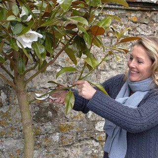 Sophie Conran Stainless Steel Secateurs