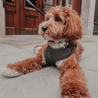 By Teddy Black Bouclé Adjustable Dog Harness | Luxury Soft Dog Harness