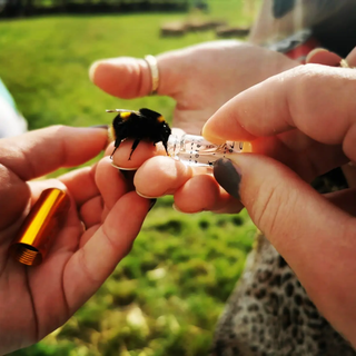 Bee Revival Kit - Bamboo Edition