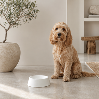 Falcon Enamel Dog Bowl | White Pet Bowl with Wide Base