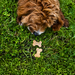 BrewBix Upcycled Vegan Dog Treats | Peanut Butter Crunch Dog Biscuits 100g