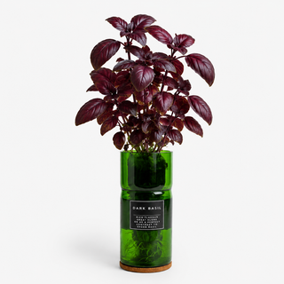 Hydro Herbs – Grow Your Own Herb Kit
