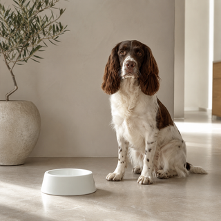 Luxury Dog Gift Hamper with Falcon Enamelware Bowl & Sophie Allport Bag