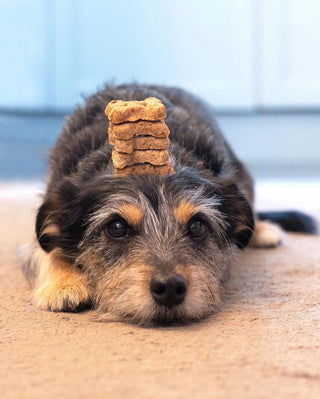 BrewBix Upcycled Vegan Dog Treats | Peanut Butter Crunch Dog Biscuits