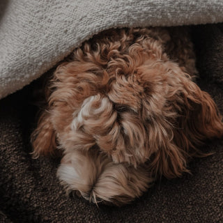 By Teddy Bouclé Dog Blanket – Luxury Soft Pet Blanket