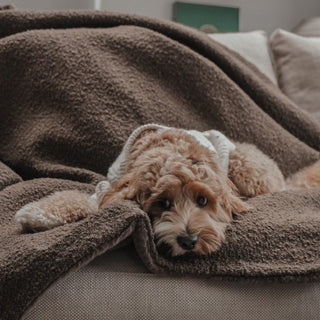 By Teddy Bouclé Dog Blanket – Luxury Soft Pet Blanket