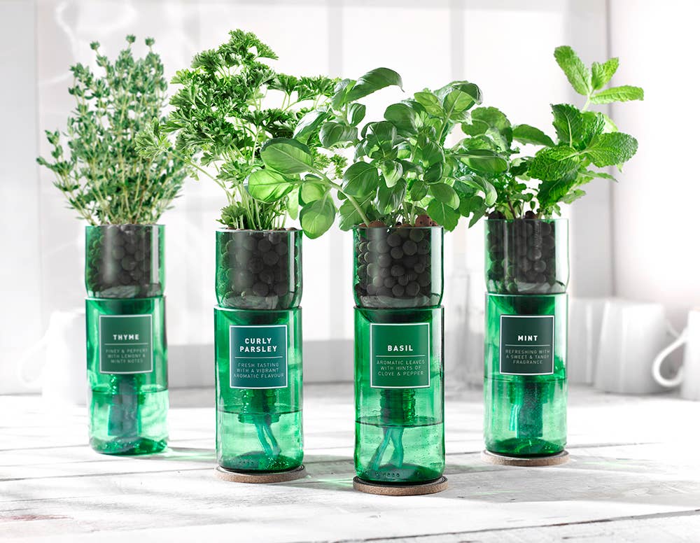 Grow Your Own Herb Kit | Hydro Herbs Range – Pangolins