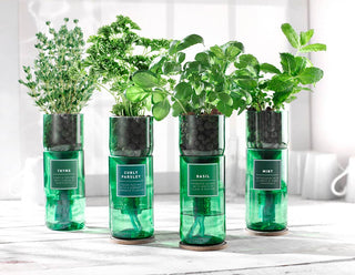 Hydro Herbs – Grow Your Own Herb Kit