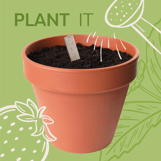 Chef's Kitchen - Gift Pack - Pangolins