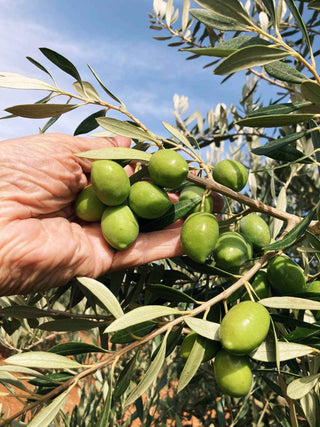 Citizens of Soil – Organic Extra Virgin Olive Oil (500ml) - Pangolins