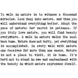 Coulson Macleod Greetings cards for every occasion - Pangolins