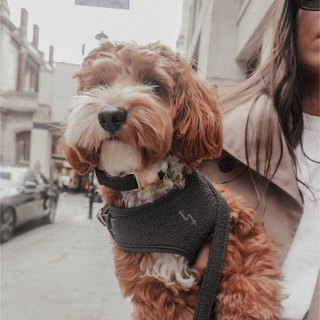 By Teddy Black Bouclé Adjustable Dog Harness | Luxury Soft Dog Harness