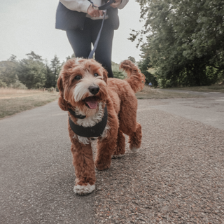 By Teddy Black Bouclé Adjustable Dog Harness | Luxury Soft Dog Harness